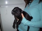 cachorros de carlino - mejor precio | unprecio.es