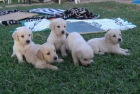 Cachorros Pipperdog Sevilla - mejor precio | unprecio.es
