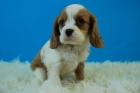 CAVALIER KING CHARLES CON 2 MESES PRECIOSOS CACHORROS - mejor precio | unprecio.es