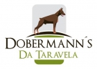 Dobermann. Excelente camada - mejor precio | unprecio.es