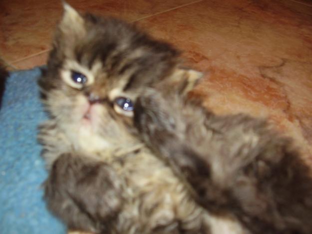 GATA PERSA TORTUGA TABBY TIGRE