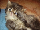 GATA PERSA TORTUGA TABBY TIGRE - mejor precio | unprecio.es