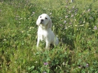 Labradores cachorros con pedigri de color dorado y negro. - mejor precio | unprecio.es