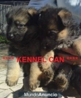 nueva camada de pastor aleman kennel can - mejor precio | unprecio.es