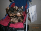 parejita de yorkshire minitoys preciosos con pedigree - mejor precio | unprecio.es