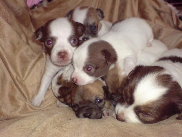 Perros de todas las razas, perros, cachorros, criadero, venta.   Perros en Barcelona de todas las razas  En AQUANATURA e