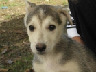 Preciosa cachorrita cruce de Husky busca una familia que la adopte - mejor precio | unprecio.es