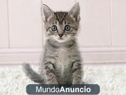 regalo gatitos ya destetados 680  16 11 15