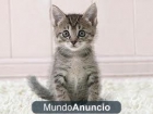 regalo gatitos ya destetados 680 16 11 15 - mejor precio | unprecio.es