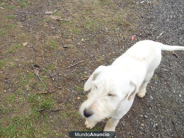 se regalan cachorros cruce de schnauzer gigante