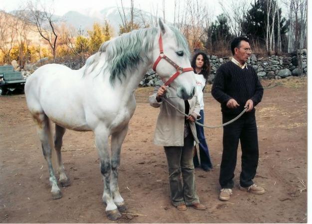 vendo caballo p.r.e.