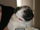 vendo carlino - mejor precio | unprecio.es