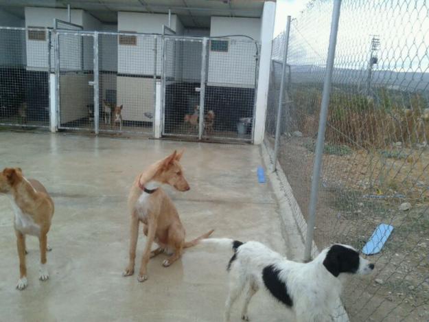Urco. Cruce de podenco portugués en adopción