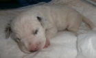 preciosos cachorros de dálmata - mejor precio | unprecio.es
