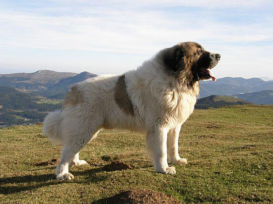 Mastínes del Pirineo