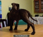 AMERICAN STANDFFORDSHIRE - mejor precio | unprecio.es