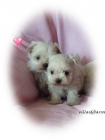 Bichon Maltes - mejor precio | unprecio.es
