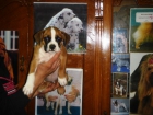 Cachorros de Boxer - mejor precio | unprecio.es