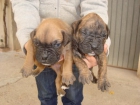 cachorros de boxer - mejor precio | unprecio.es