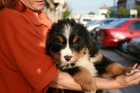 CACHORROS DE BOYERO DE BERNA DE CALIDAD INMEJORABLE - mejor precio | unprecio.es