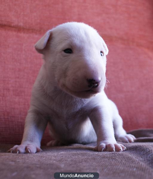 CACHORROS DE BULL TERRIER A LA VENTA