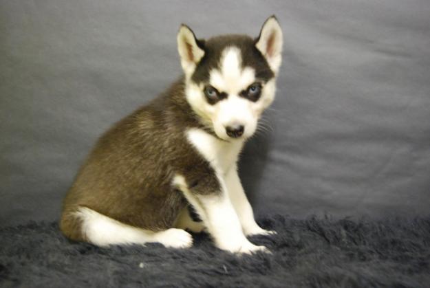 Cachorros de Husky Siberiano