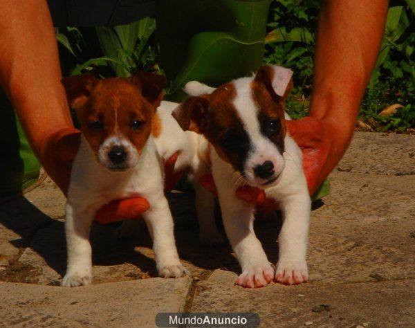 CACHORROS DE JACK RUSSEL 480