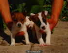 CACHORROS DE JACK RUSSEL 480 - mejor precio | unprecio.es