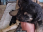 cachorros de pastor aleman - mejor precio | unprecio.es