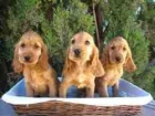 COCKER SPANIEL DE PURA RAZA 250 - mejor precio | unprecio.es