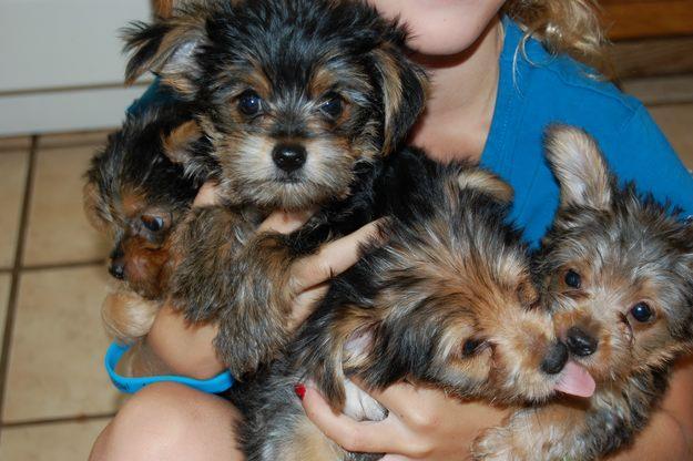 disfrutar de Navidad con yorkie