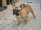 EN VENTA BULLDOG FRANCES FAWN - mejor precio | unprecio.es