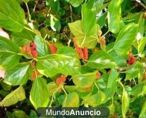 HOJAS DE MORERA FRESCA AL VACIO PARA GUSANOS DE SEDA