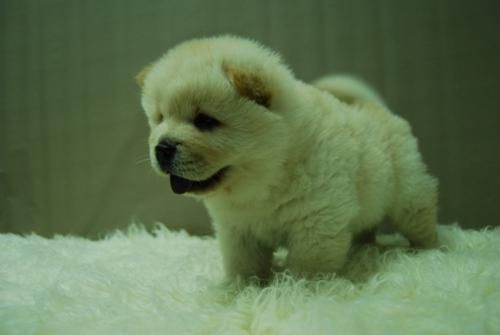 preciosa de pomerania
