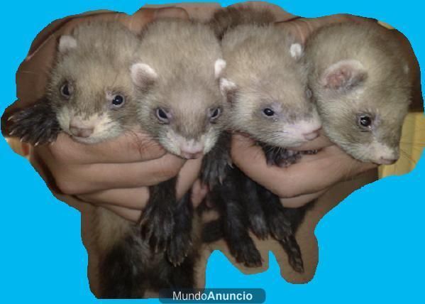 Se venden 4 huronas sables a 50 euros cada una=Chollo!