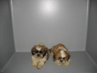 SHI TZU 270 Euros.. - mejor precio | unprecio.es