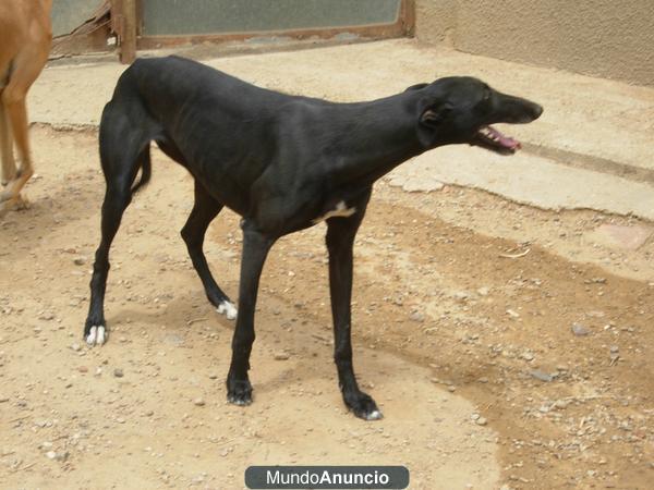 GALGA ESPAÑOLA