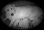 CACHORROS MASTIN ESPAÑOL - mejor precio | unprecio.es