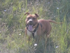 American Stanffordshire terrier Para Montas - mejor precio | unprecio.es