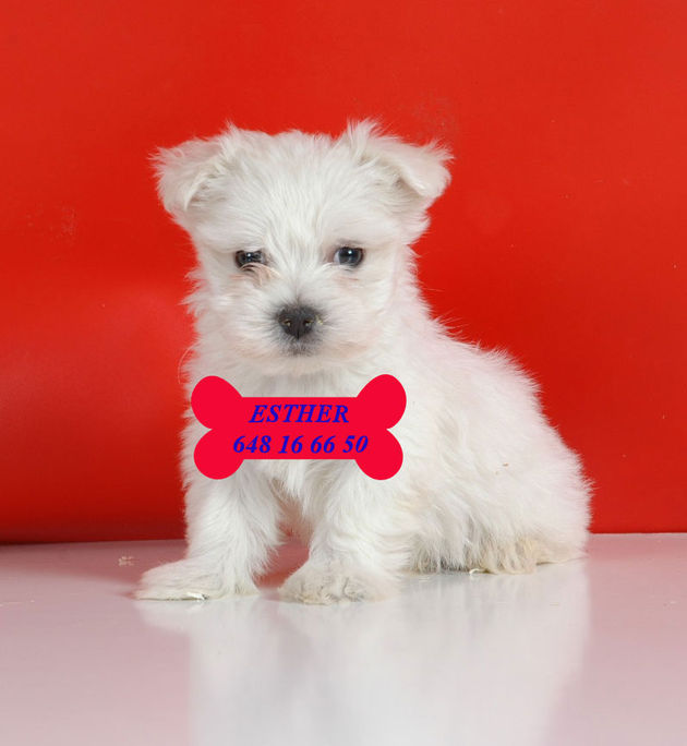 Bichon maltes, excelentes y adorables