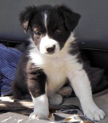 busco cachorro de border collie