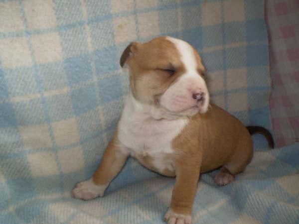 cachorros de american stanfordshire, machos y hembras en color marron