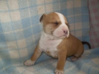 cachorros de american stanfordshire, machos y hembras en color marron - mejor precio | unprecio.es