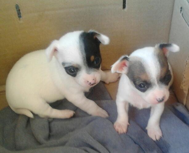 Chihuahua en molina