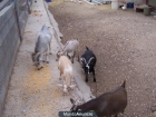 CHOLLO LOTE DE CABRAS ENANAS. - mejor precio | unprecio.es