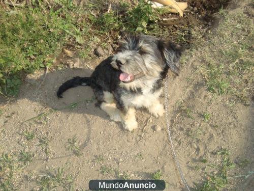 Cofee en adopcion adoptame