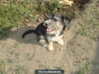 Cofee en adopcion adoptame - mejor precio | unprecio.es