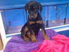 DOBERMAN, CACHORROS, VENTA CRIADERO - mejor precio | unprecio.es