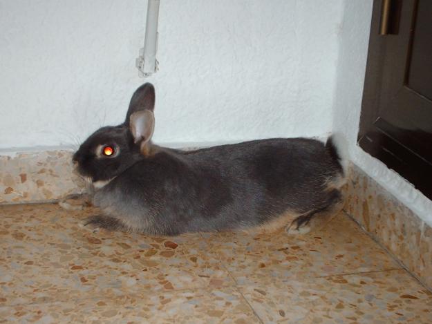 Doy Coneja
