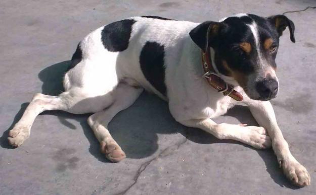 Flipy, bodeguero de 3 años busca hogar
